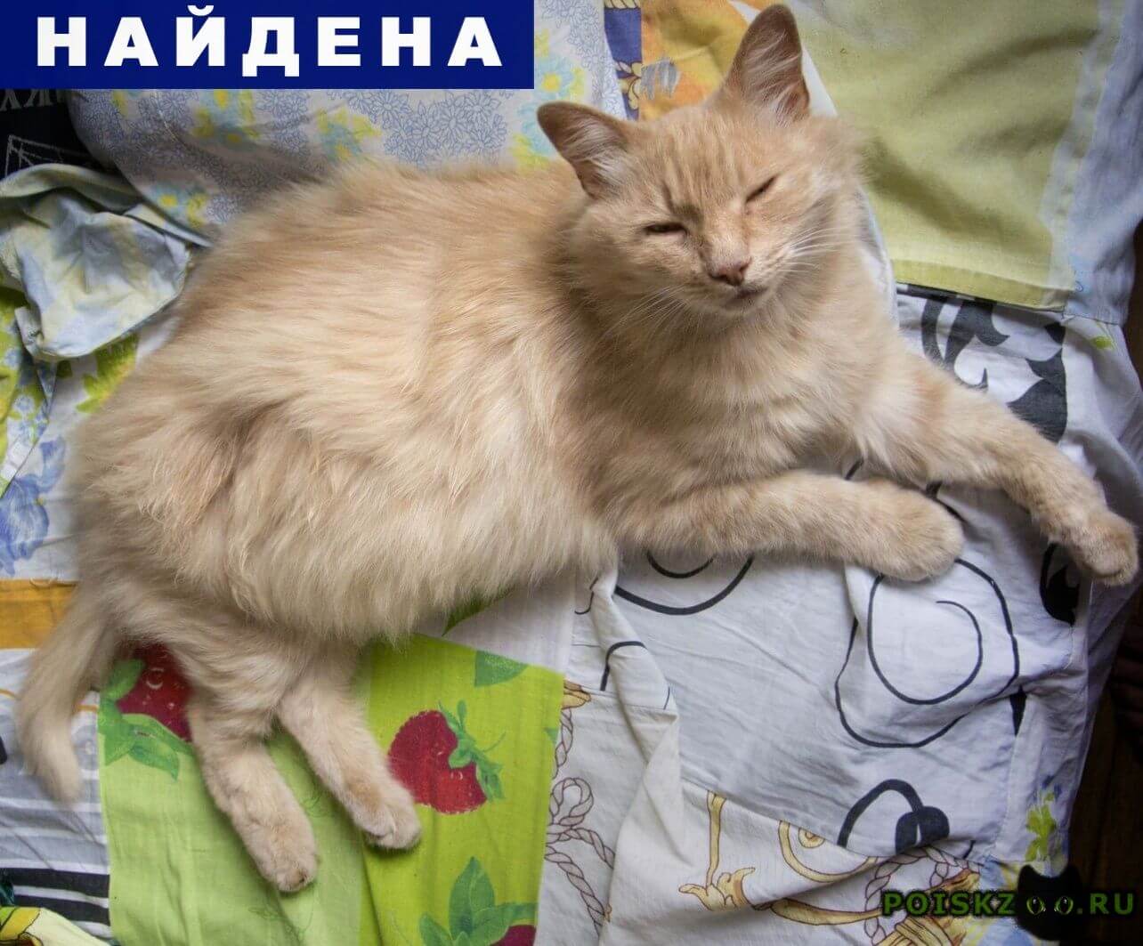 Кастрированные коты уход за ними Кастрированные коты уход за ними