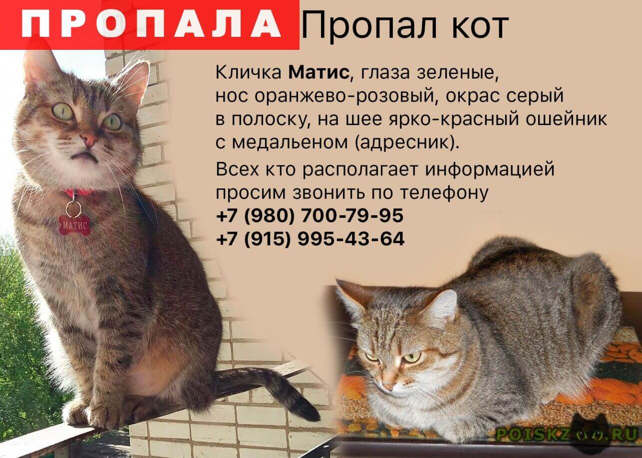 Пропал кот Вознаграждение 5000 руб. г.Ярославль, матис, серый в полоску, на шее ярко-красный ошейник с медальеном (адрески).каст