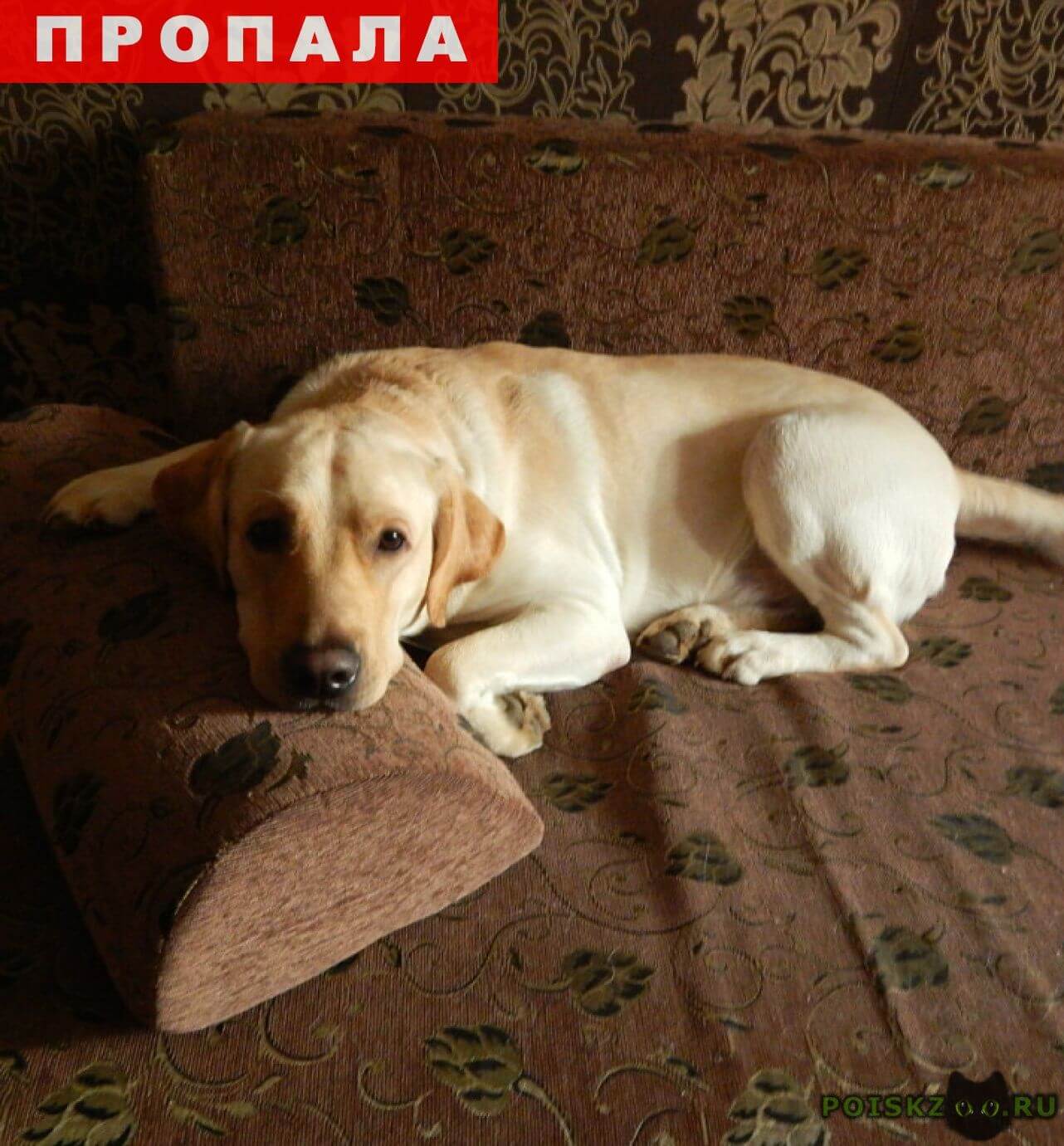 Лабрадор ретривер. уход и содержание Лабрадор ретривер. уход и содержание