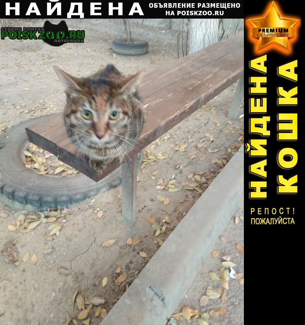 Найдена кошка в кировском районе Волгоград