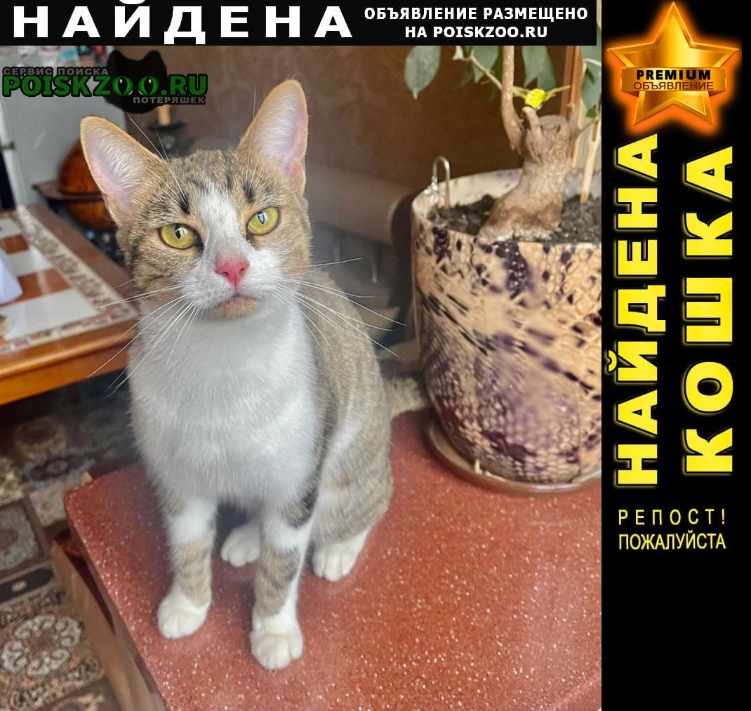 Найдена кошка в москве Москва