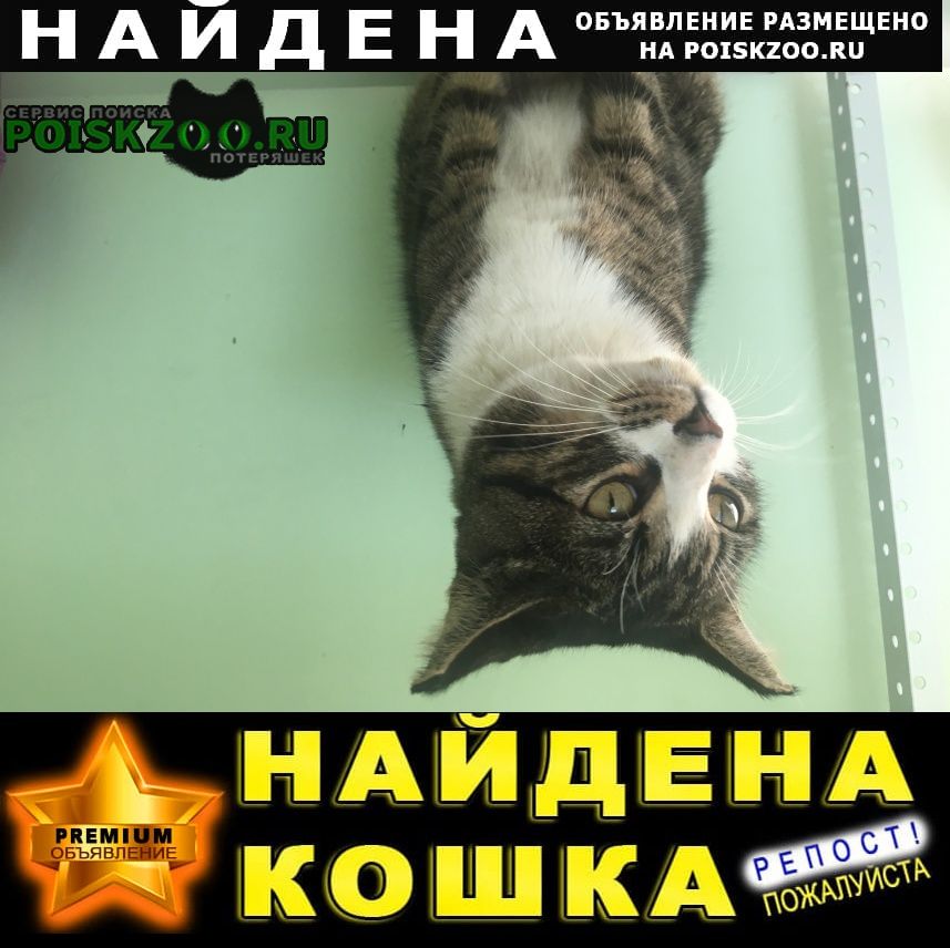 Найден кот Красногорск
