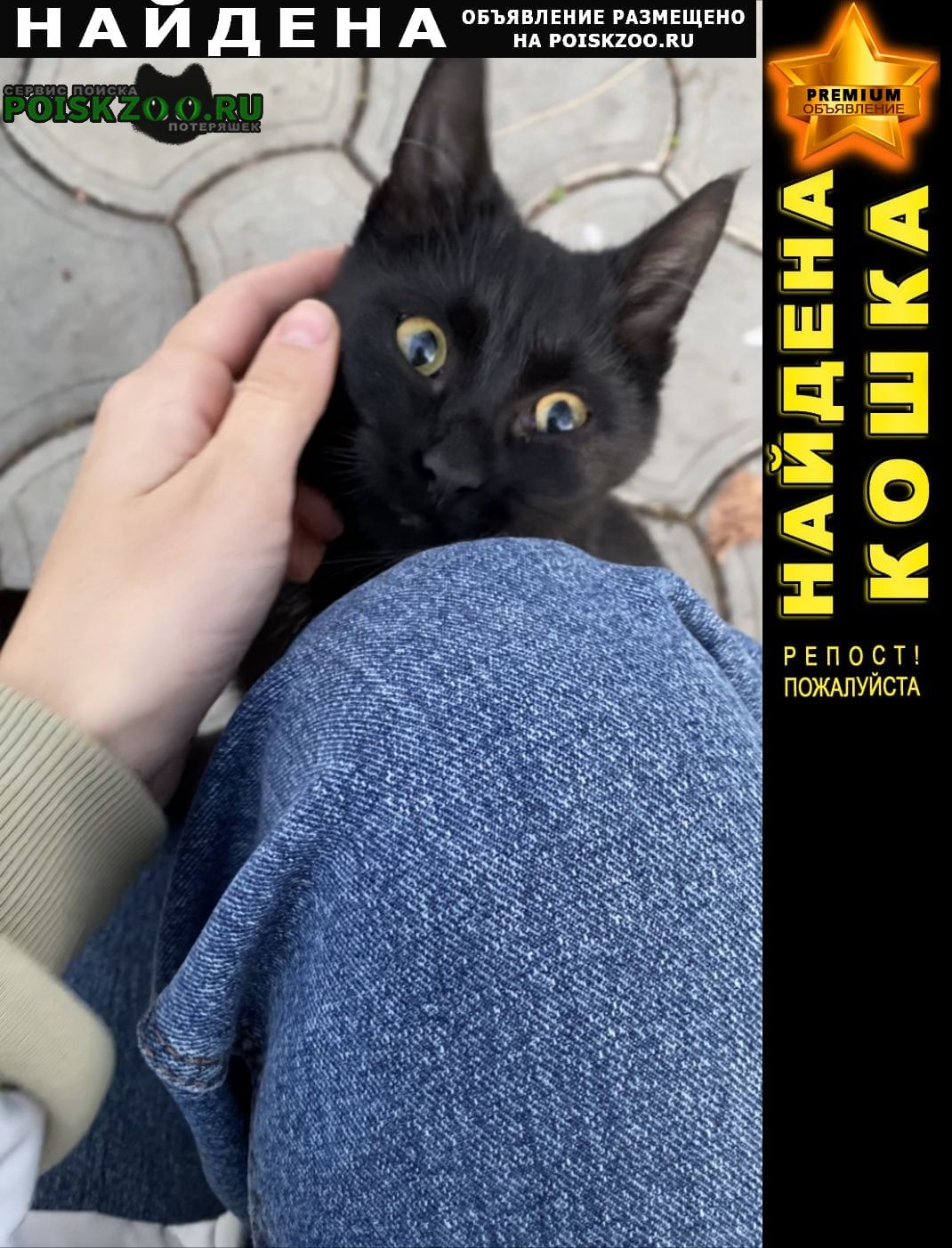 Найдена кошка екатерининский зал Краснодар