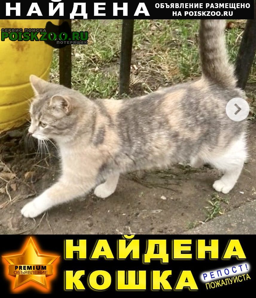 Найдена кошка трёхцветная Серпухов