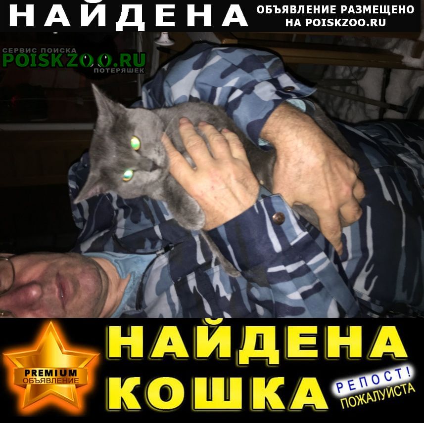 Найден кот серый упитанный породистый Нижний Новгород