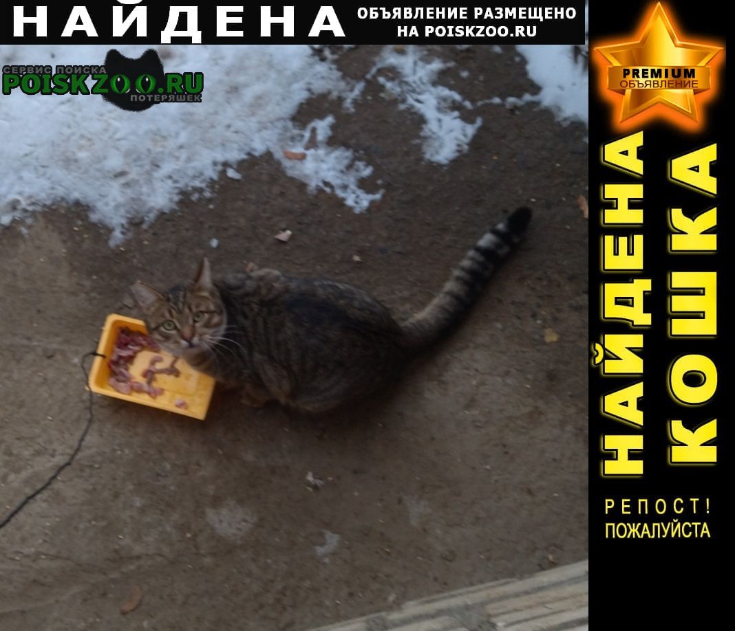 Найдена кошка (или кот) Чехов