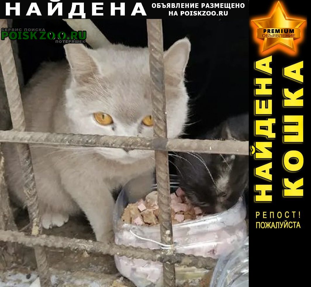Найдена кошка котёнок породистый Орехово-Зуево