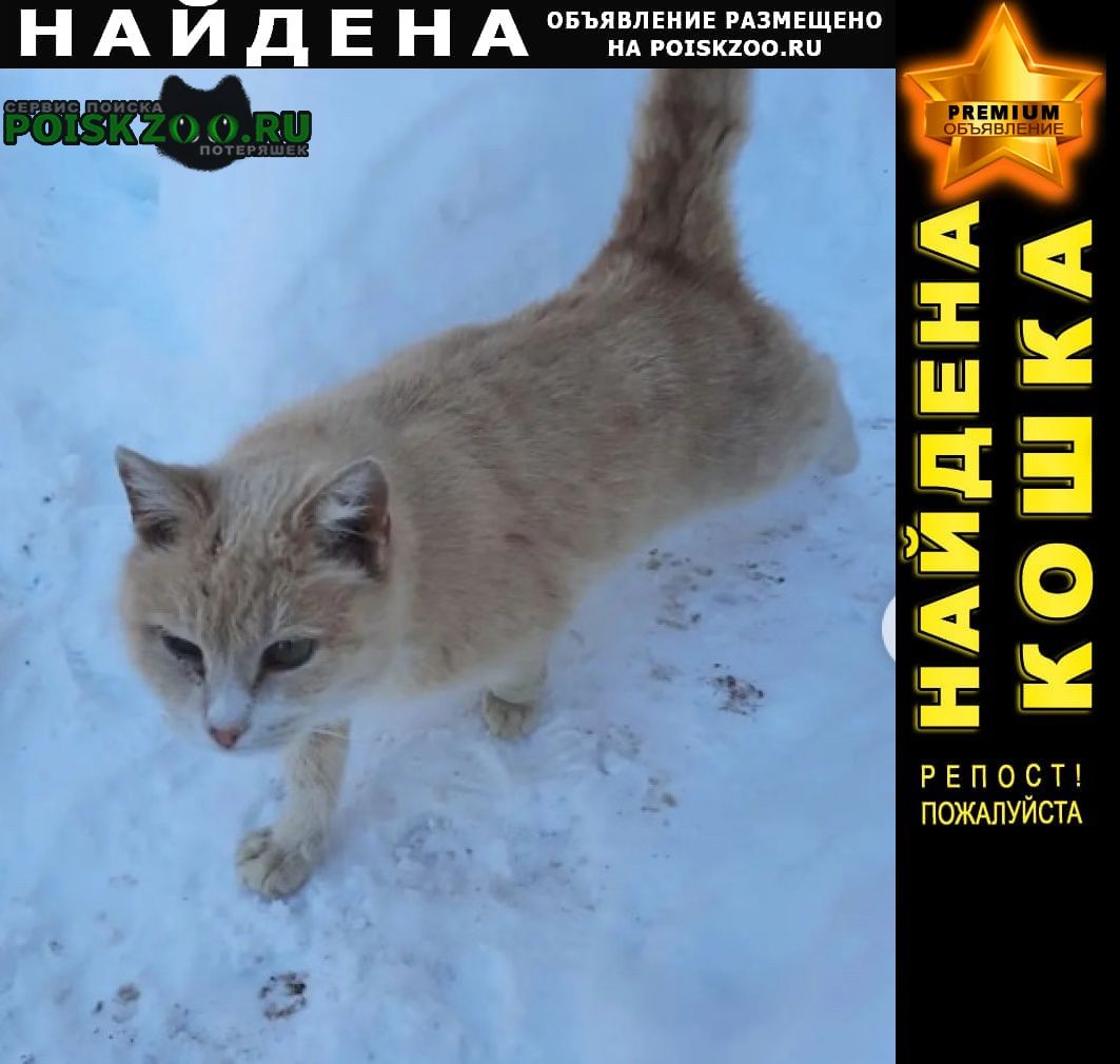 Найден кот рыжий Орехово-Зуево