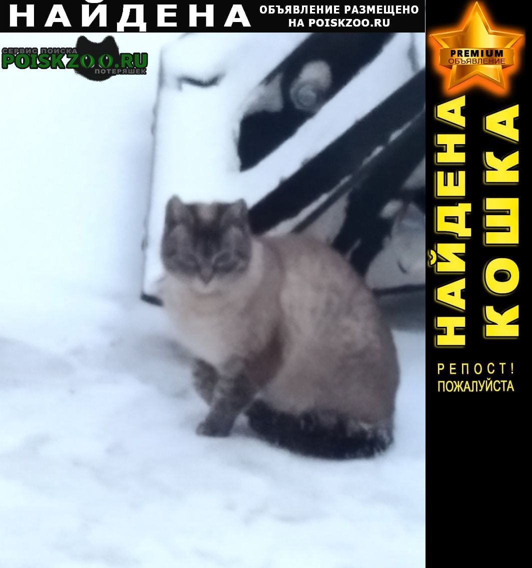 Найдена кошка или кот Санкт-Петербург