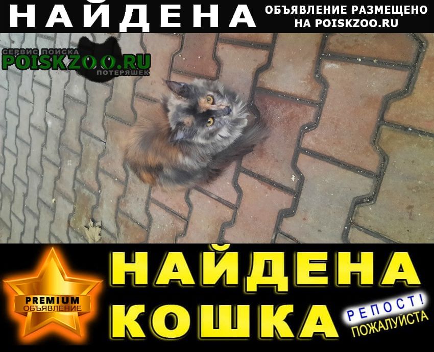 Найдена кошка мейн-кун или помесь в ошейнике Ростов-на-Дону