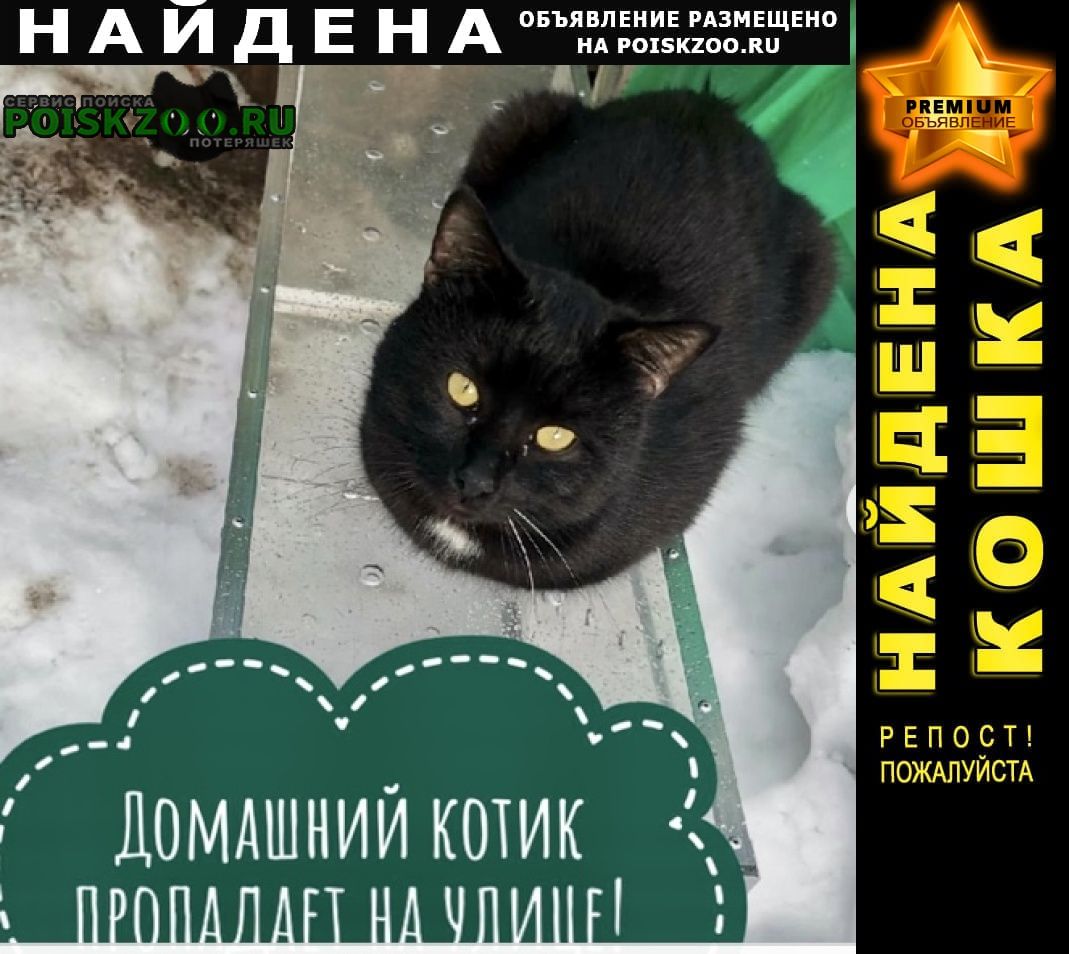 Найден кот Красногорск