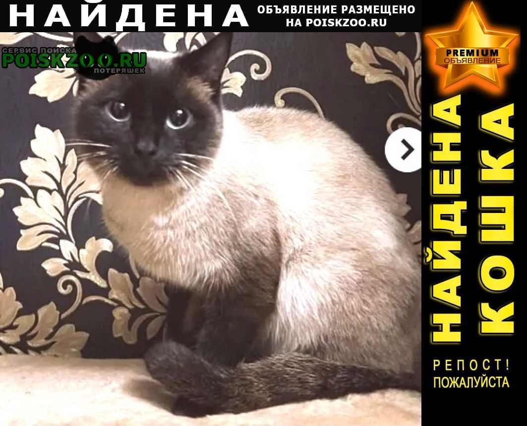 Найдена кошка тайская Махачкала