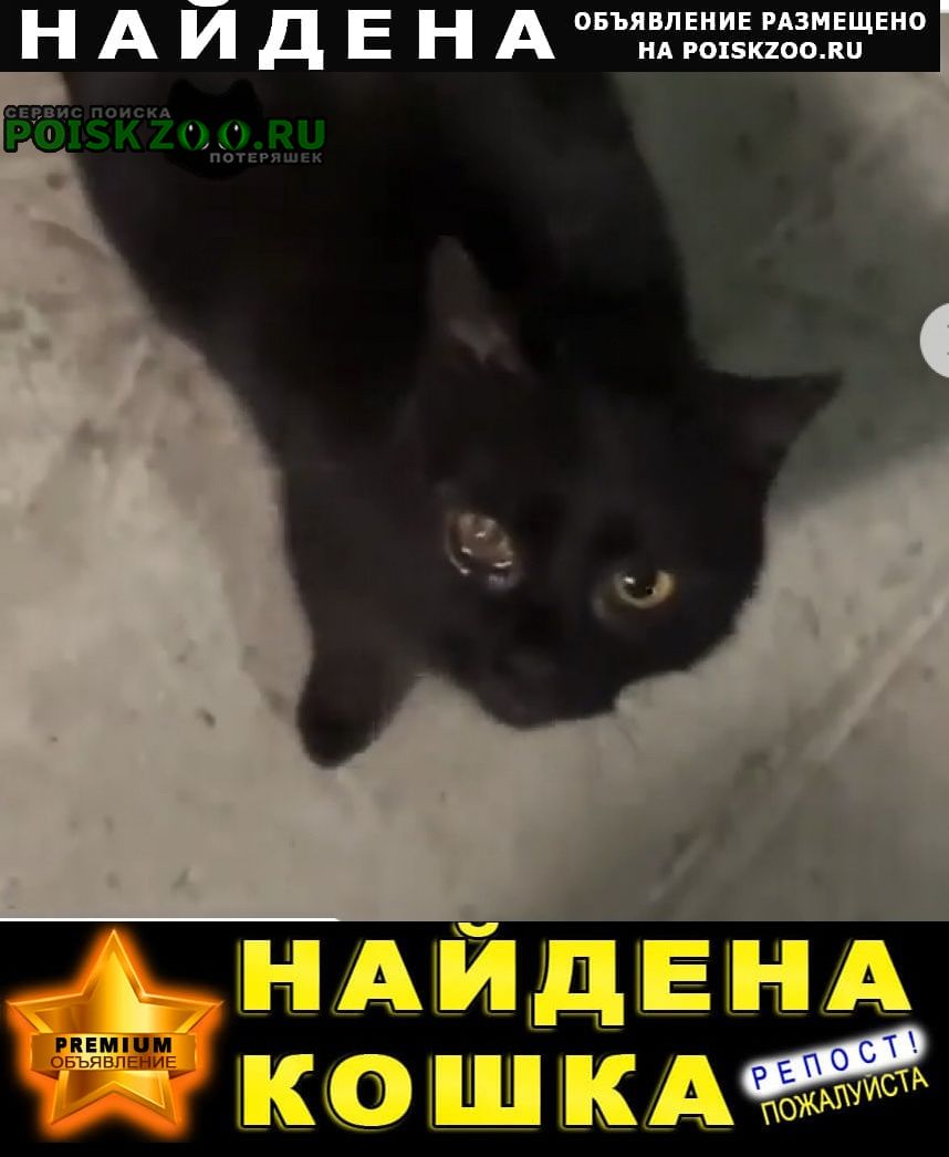 Найдена кошка чёрная Истра