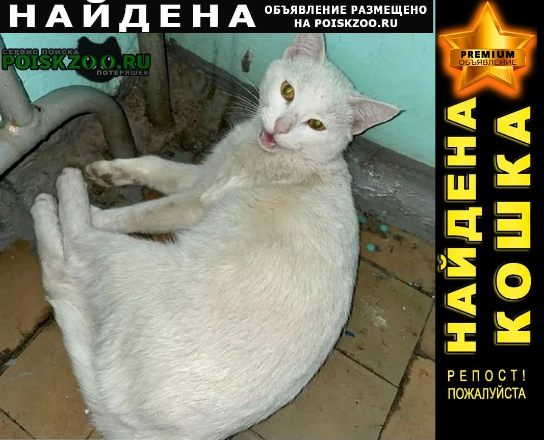 Найдена кошка кот белый Ижевск