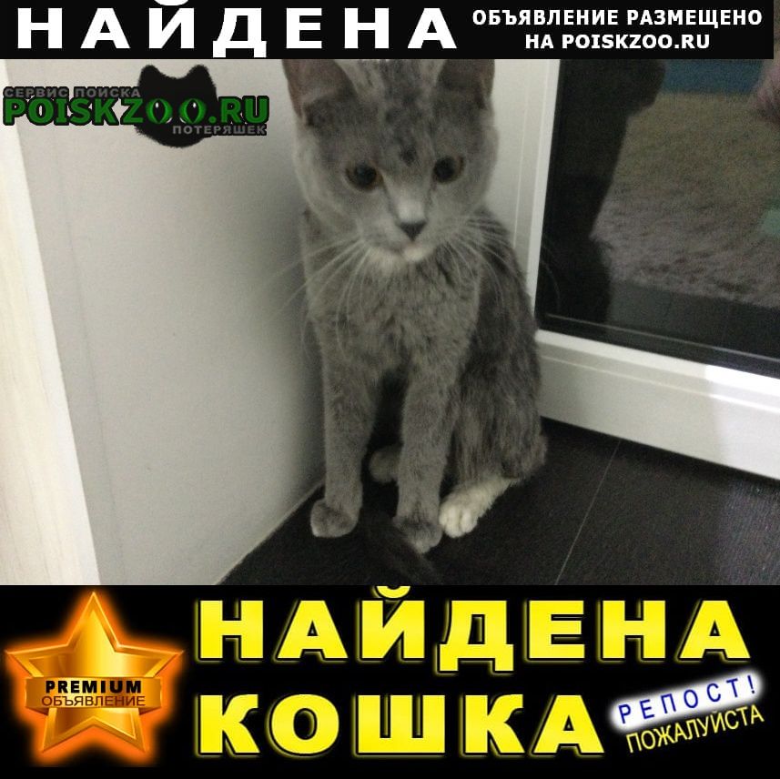 Найдена кошка Ставрополь