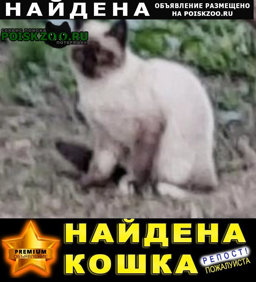 Найдена кошка или кот сиамский Москва