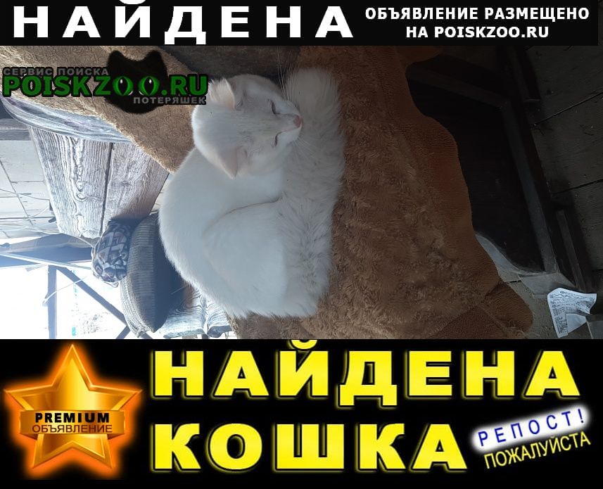 Найдена кошка кот Звенигород