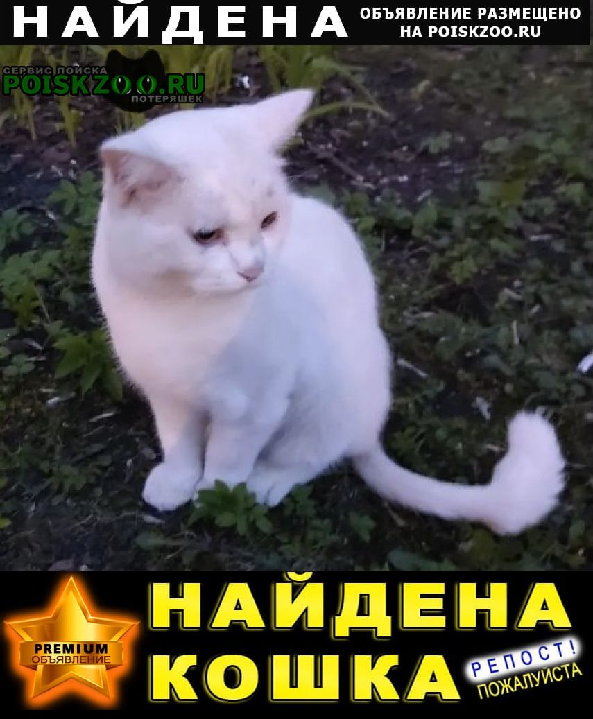 Найдена кошка или кот стриженный Железнодорожный (Московск.)