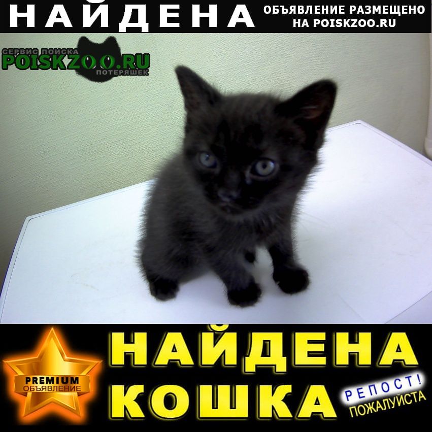 Найден кот отдам (даром) в добрые руки Новошахтинск