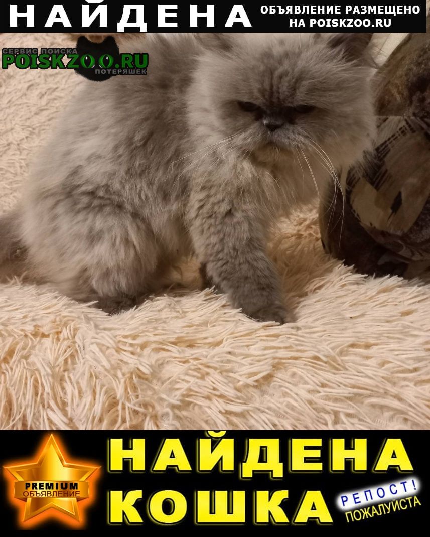 Нижний Новгород Найдена кошка персидская