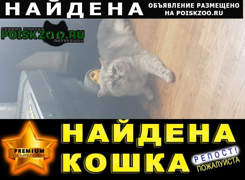 Санкт-Петербург Найден кот серый шотландская