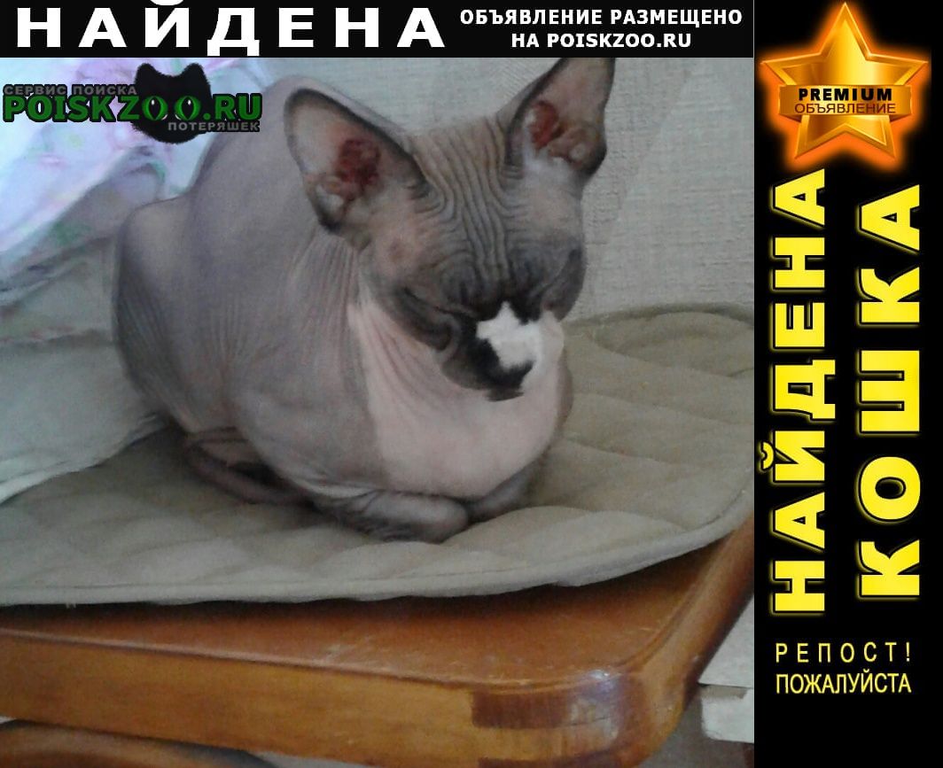 Найдена кошка сфинкс Красноярск