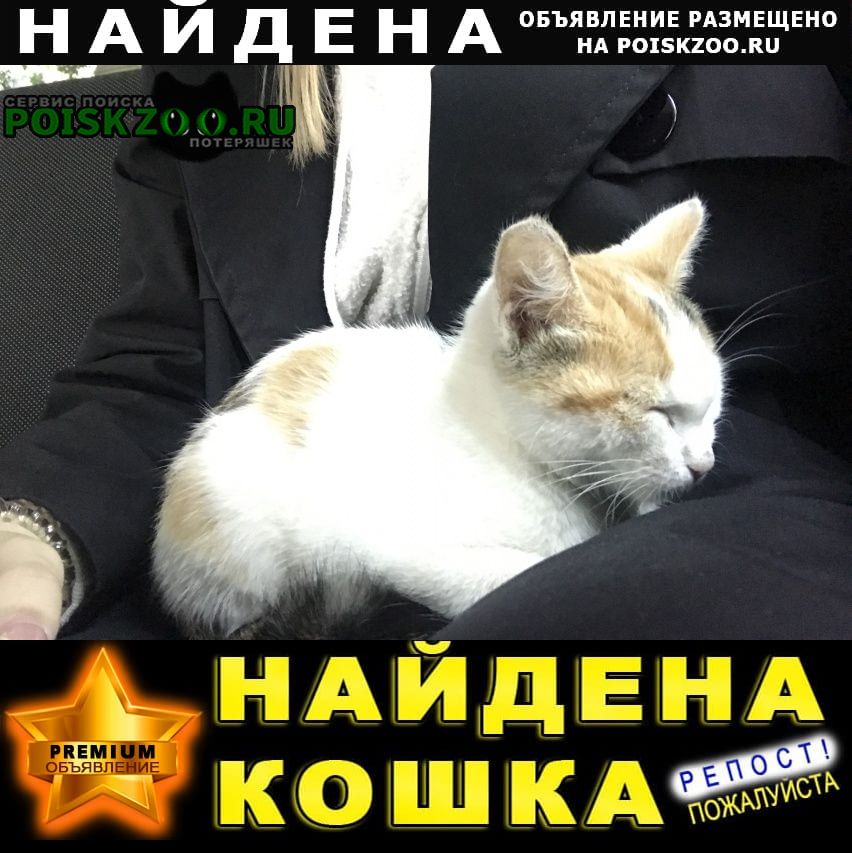 Найдена кошка котёнок между партизанской 21 и 2 Томск