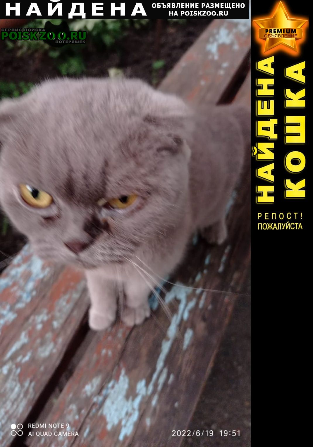 Найден кот Ставрополь