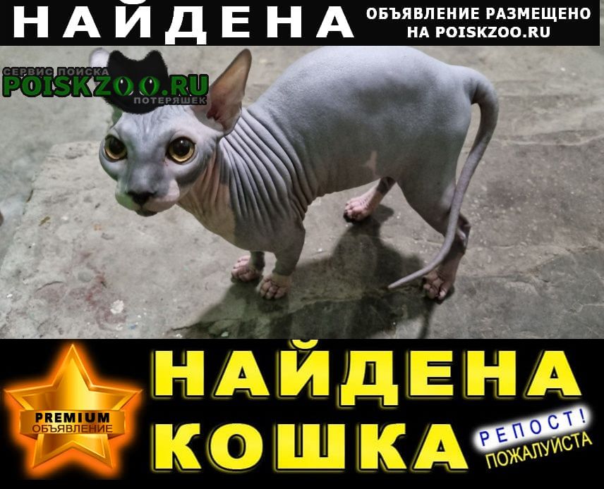 Найден кот сфинкс, молодой, сине-розовый Ростов-на-Дону