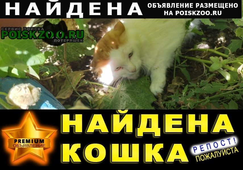 Омск Найден кот бело-рыжий