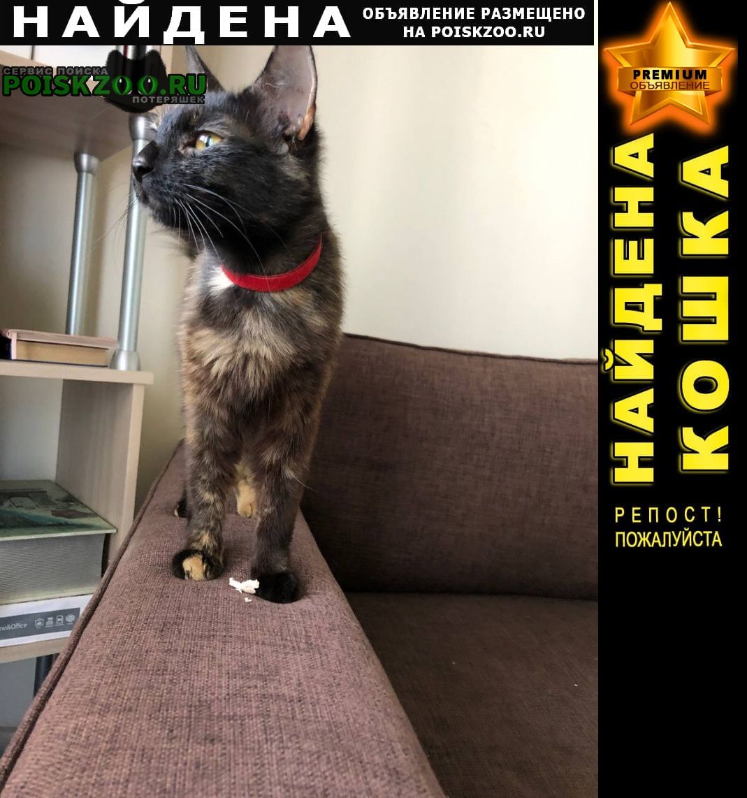 Москва Найдена кошка девочка, на шее красный ошейник