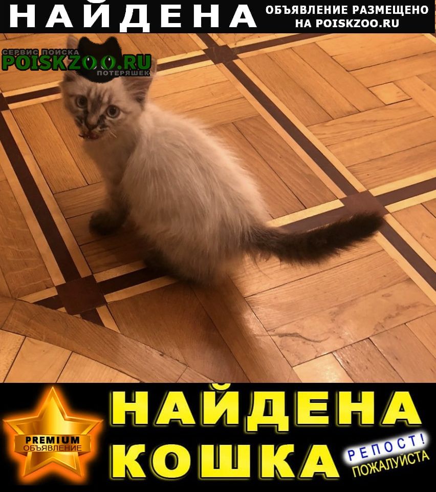 Найдена кошка породистый котёнок Ставрополь