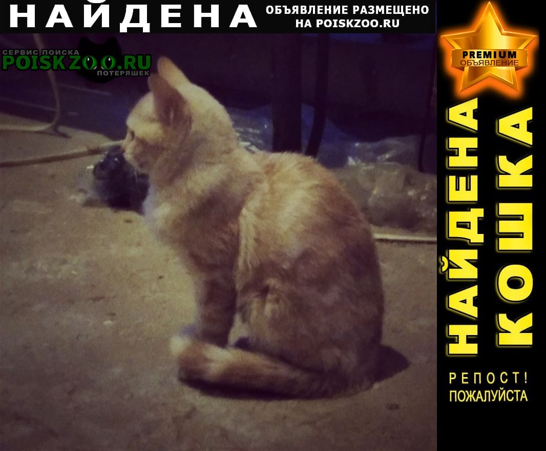 Найдена кошка котенок подросток Одинцово