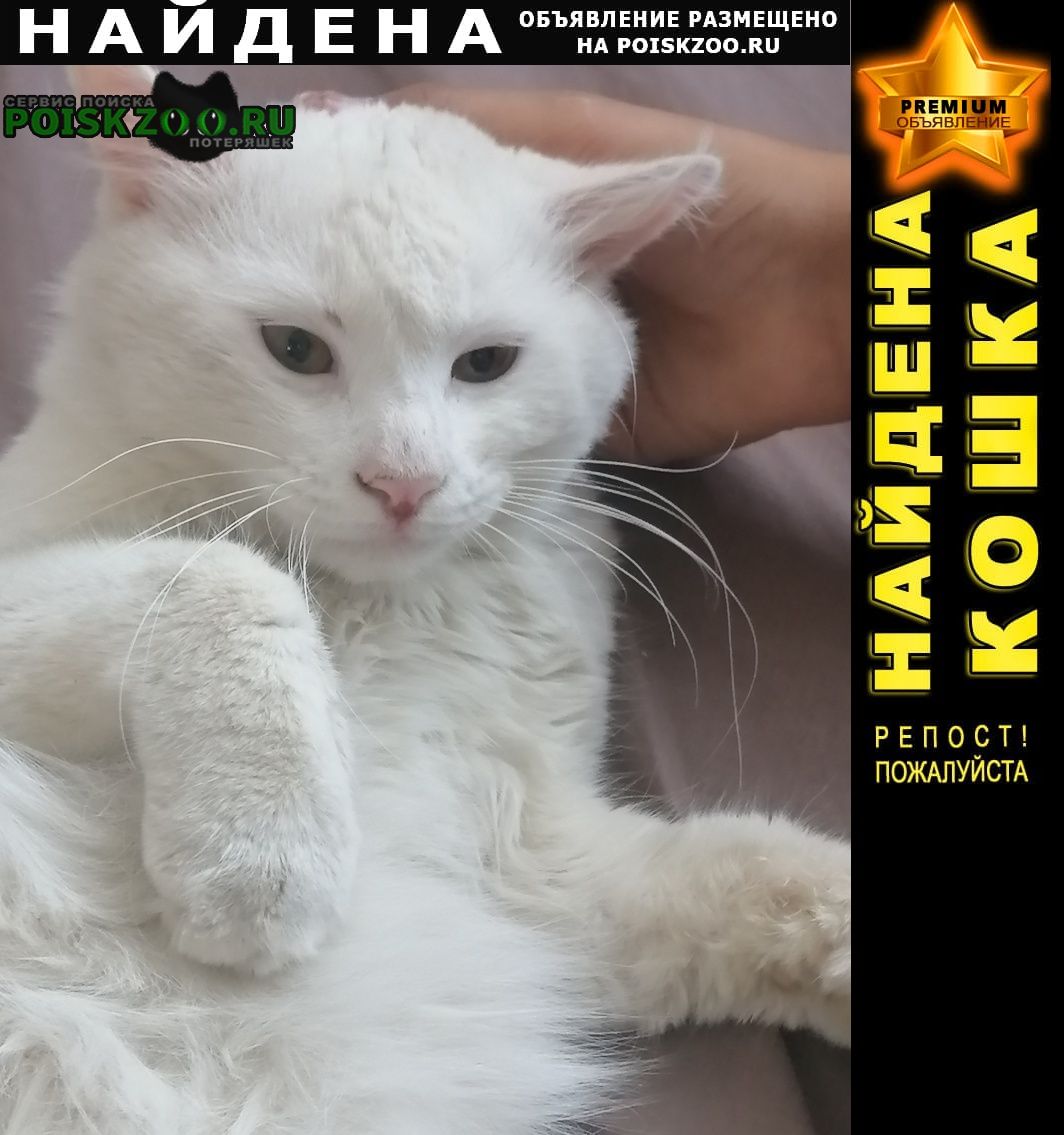 Найден кот белый кот Москва