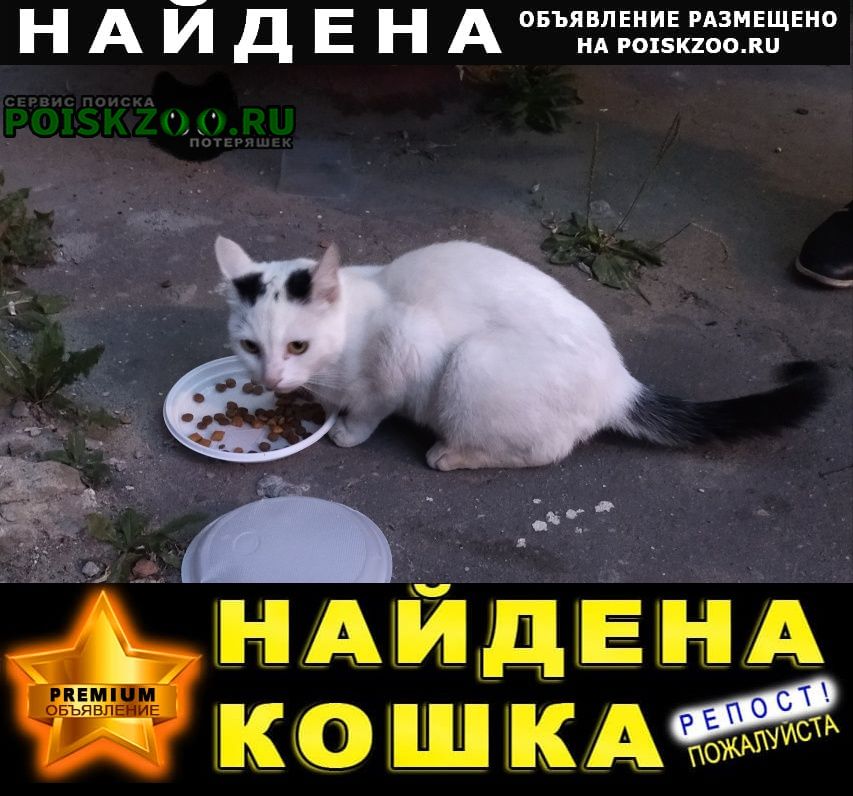 Орехово-Зуево Найдена кошка
