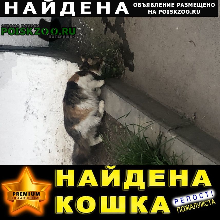 Санкт-Петербург Найдена кошка в ошейнике