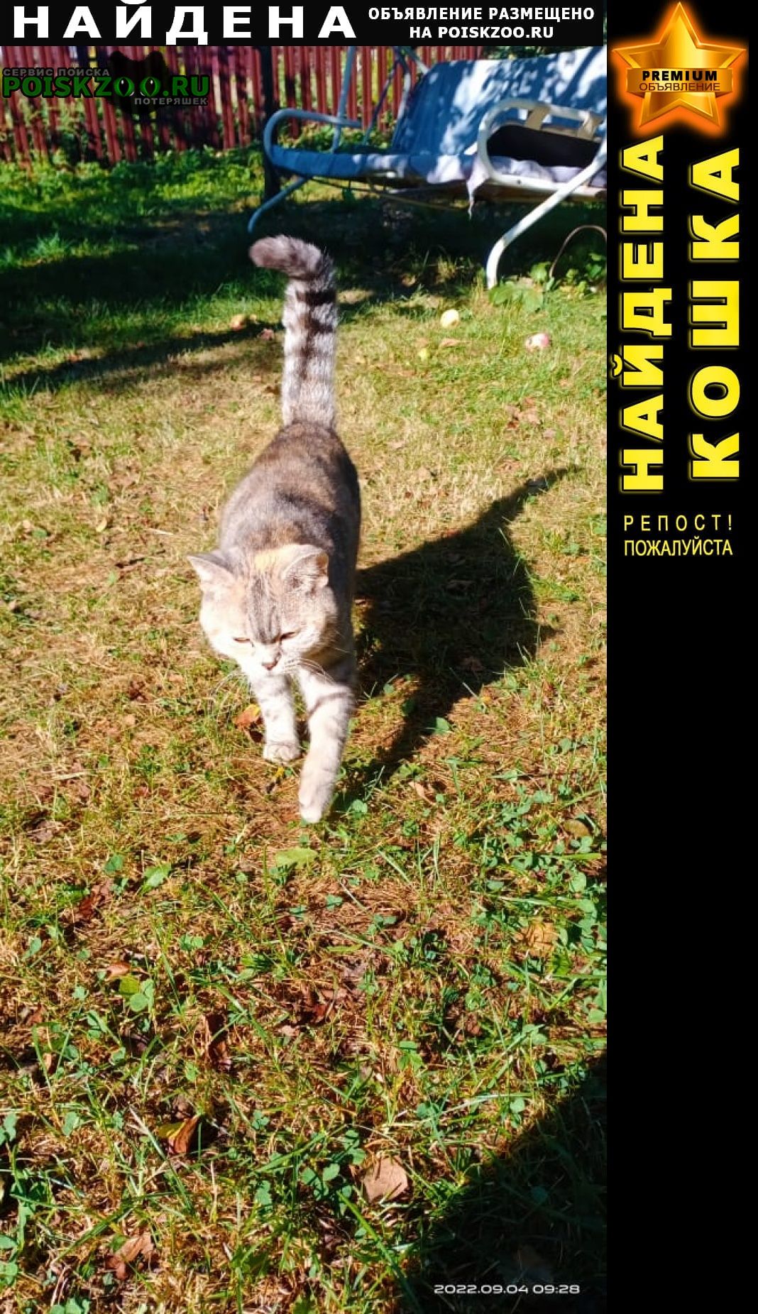 Найдена кошка Домодедово