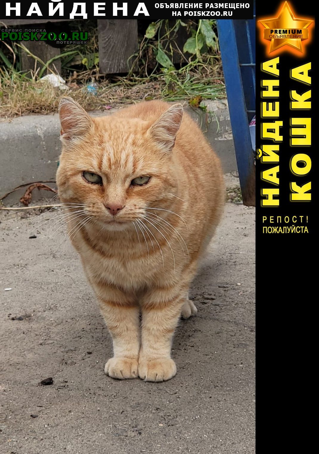 Найден кот рыжий кот Домодедово