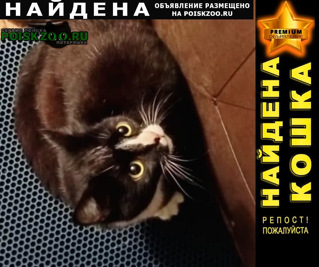 Найдена кошка кот или кошка в д.вертлино Солнечногорск