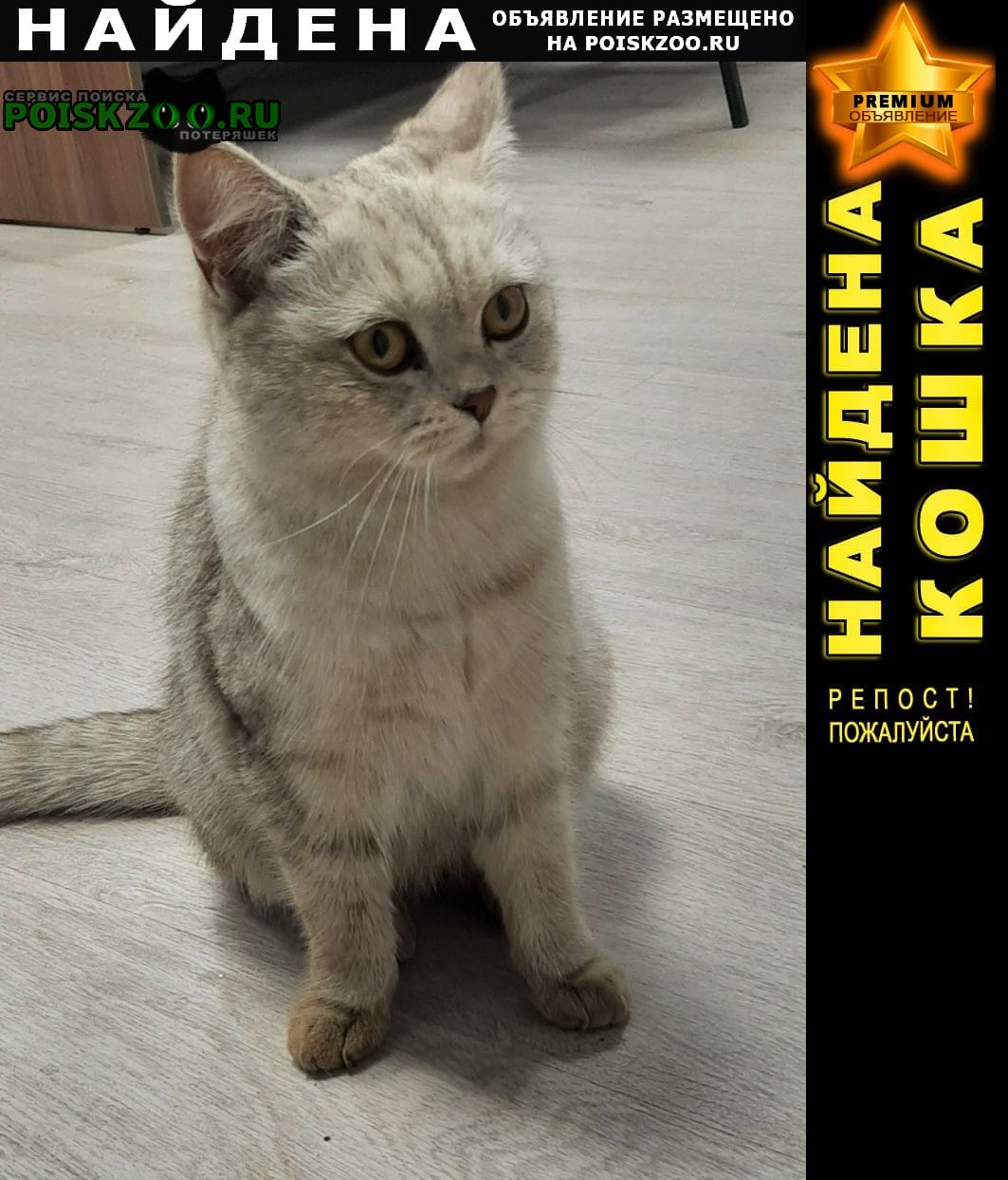 Найдена кошка Красногорск