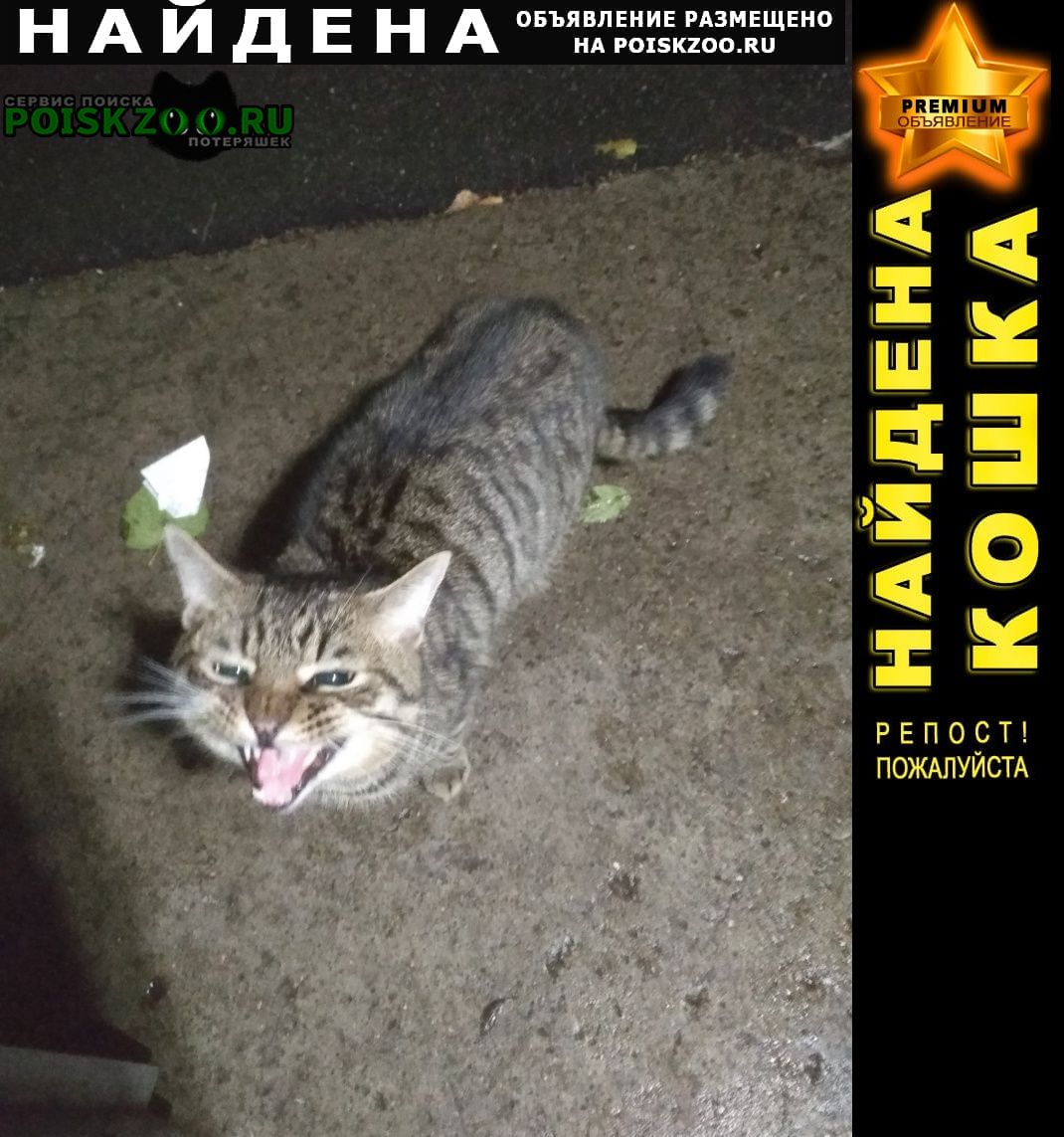 Найдена кошка /кот на петергофском шоссе Санкт-Петербург