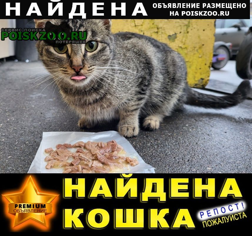 Найдена кошка котик возле атака, авангардная 3 Москва