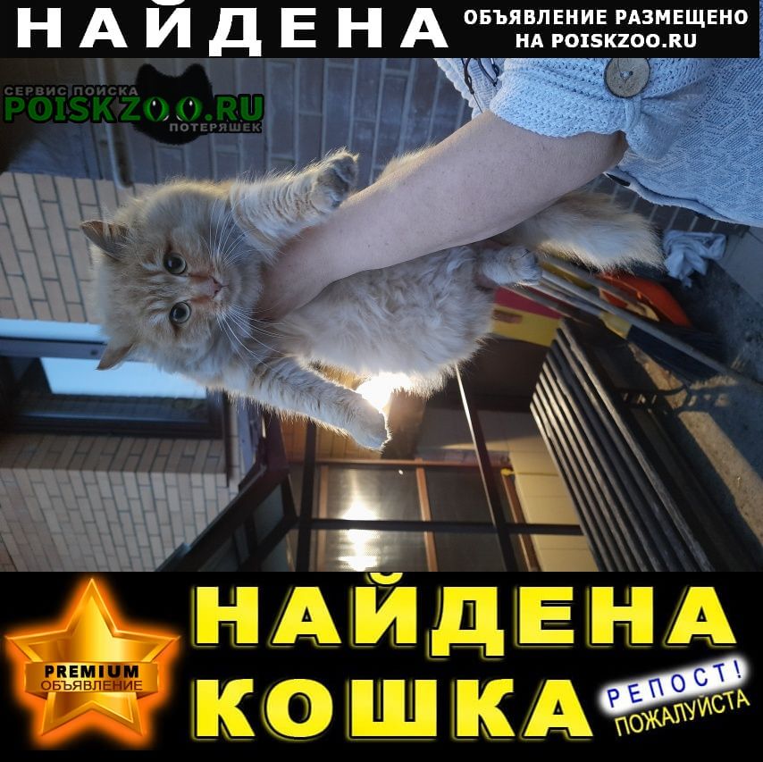Иркутск Найдена кошка котик на култукской