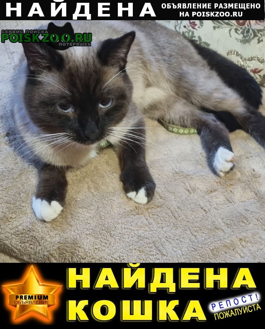 Найдена кошка Домодедово