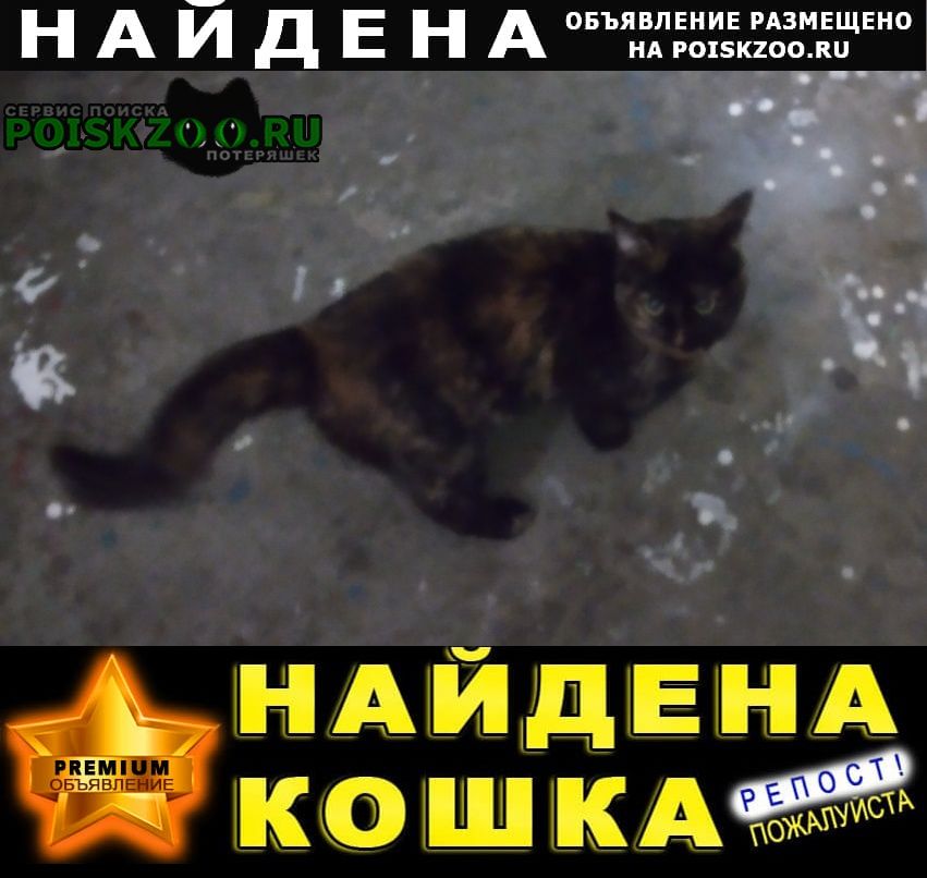 Найдена кошка бегает рядом с депутатской улицей Уфа
