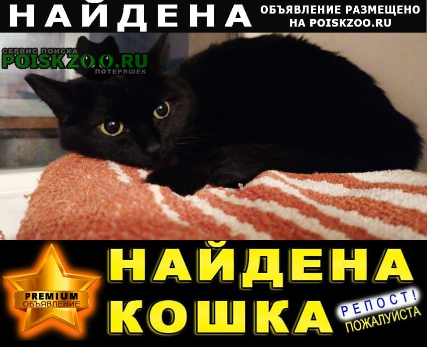 Екатеринбург Найдена кошка во дворе малышева 84