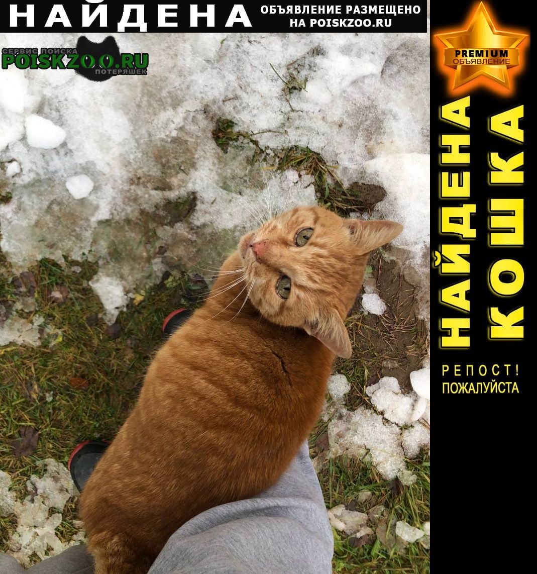 Найден кот Малоярославец