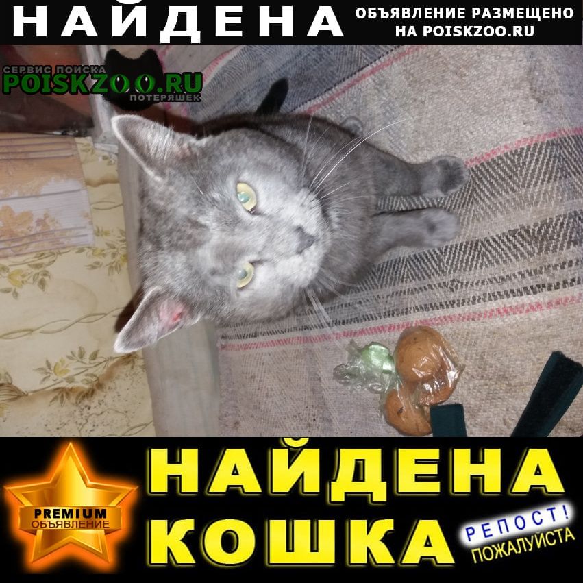 Найден кот британец серый крупный Екатеринбург