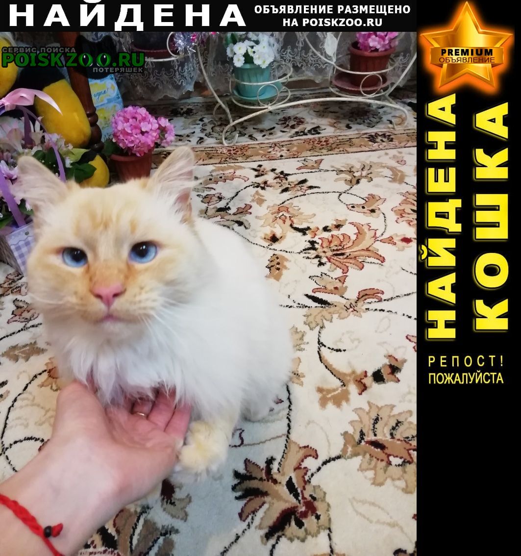 Найден кот породы невская маскарадная Ростов-на-Дону