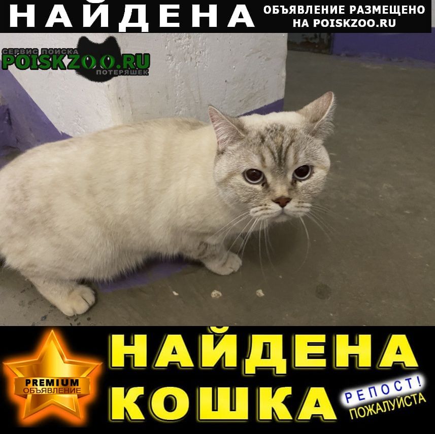 Волгоград Найдена кошка домашний кот